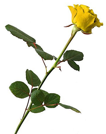 Verdissimo - Rose - Aimante - 50 cm - Jaune - 20