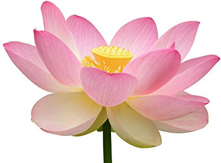 3 graines de Lotus (Nelumbo nucifera) Fleur de Lotus rose