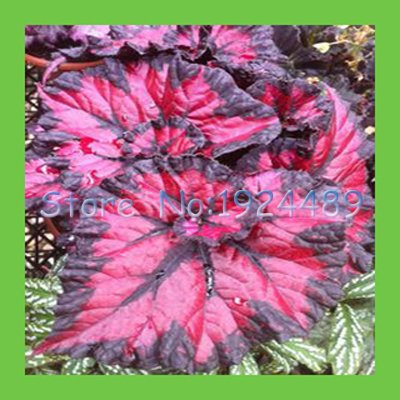 de color rojo y negro 30PCS sangre única mezcla de caracol Begonia bonsai follaje paisaje en macetas de plantas ornamentales semillas Coleus