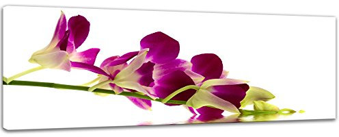 Keilrahmenbild - Orchidee IV - Bild auf Leinwand 160 x 50 cm - Leinwandbilder Bilder als Leinwanddruck Pflanzen & Blumen Natur lila Orchideenpflanze