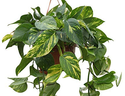 Indoor Plant -House or Office Plant- Hanging Scindapsus aureus - Devil's Ivy- in a Hanging Pot