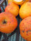 Malus Cox Orange - Winterapfel Cox Orange