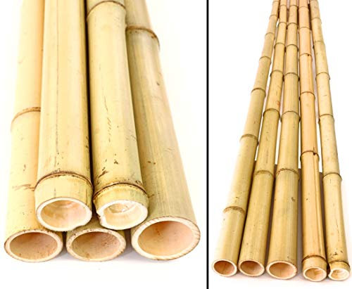 Lot de 5 tubes de bambou jaune, Phyllostachys Bambou, blanchi, par. 4,8–6 cm, longueur 600 cm (bays6005)