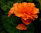Begonia-Blumensamen 20 Stück Zwiebel Begonie Tuberosa Double Orange Double Herbst Aussaat oder Frühlingssaat