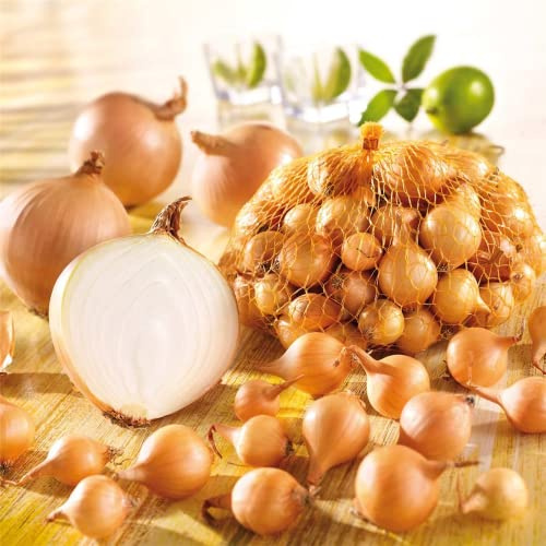 Kiepenkerl Steckzwiebel Stuttgarter Riesen 14/24, 500 g