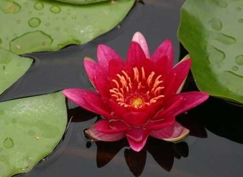 eine rotblühende Zwergseerose für den Teich, Teichpflanzen, Wasserpflanzen