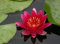 eine rotblühende Zwergseerose für den Teich, Teichpflanzen, Wasserpflanzen