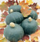 HEIRLOOM NON GMO Schwarzwald Kabocha Squash 15 Samen