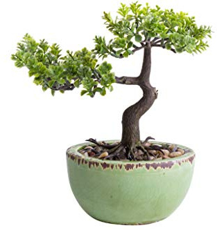 Unbekannt künstlicher Bonsai in grüner ovaler Keramikschale (Pilea-Bonsai)