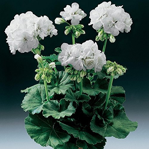 Pack x6 Zonal Geranium Classic Series 'White' Summer Garden Plug Plants