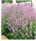 BALDUR Garten Duft-Lavendel 'Rosa' echter Lavendel, 3 Pflanzen Lavandula angustifolia Duftlavendel, winterharte Staude, trockenresistent, mehrjährig, bienenfreundlich und schmetterlingsfreundlich