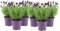 Plantas de Lavanda - Pack 6 Unidades - Flores Naturales Interior y Exterior