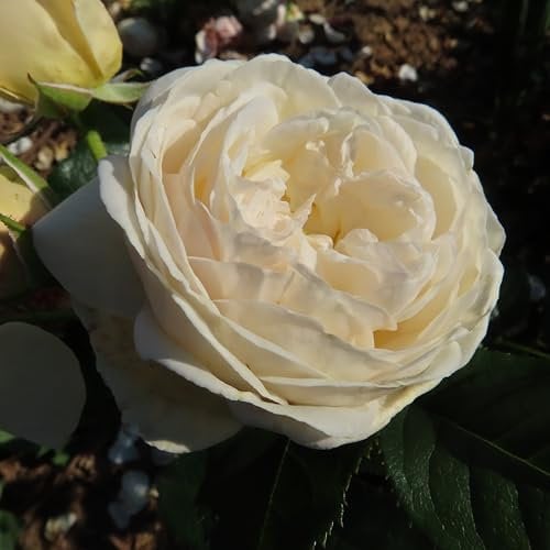 Sweet Child of Mine - 5.5lt Potted Floribunda Garden Rose Bush - Large Clusters of Creamy White Fragrant Blooms, Gift Rose