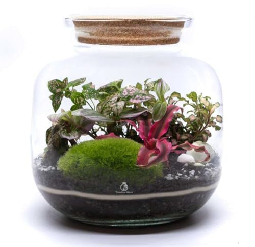 DIY Closed Terrarium Kit with 4 Live Plants & Bun Moss (H: 25cm) – LED Cork Lid Large Glass Jar Indoor Garden Set – Self-Sustaining Ecosystem with Soil Layers & Guide, Creative Gift for Home or Office