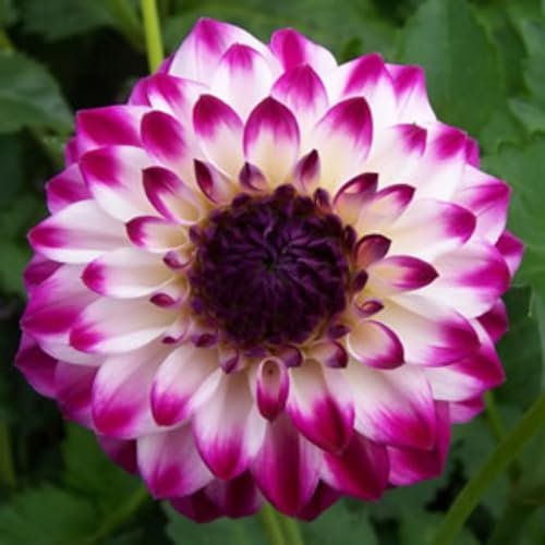 Bulbi Di Dalia-Bulbi Di Dalia,Tubero Della Dalia,Bulbi Di Dalia Gigante,Bulbi Di Piante,Bulbi Dalia Perenni,Fiori Da Giardino,Bulbi Di Zinnia-2Bulbi-d
