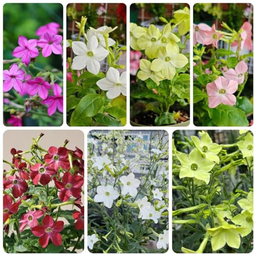 tabaksamen sorten - flower seeds,pflanzen für garten ziertabak samen blumen pflanzen,ostergeschenke blumen samen mehrjährige,kübelpflanzen blumensamen balkon,bodendecker pflanzen 300pcs