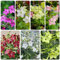 tabaksamen sorten - flower seeds,pflanzen für garten ziertabak samen blumen pflanzen,ostergeschenke blumen samen mehrjährige,kübelpflanzen blumensamen balkon,bodendecker pflanzen 300pcs