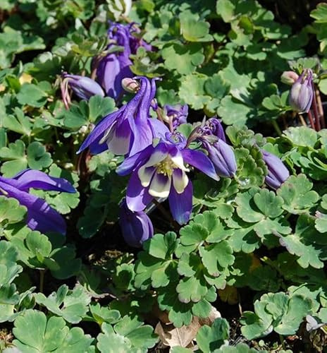 Garten-Akelei Winky Blau-Weiß - Aquilegia vularis - lebende Gartenpflanze aus den Baumschulen