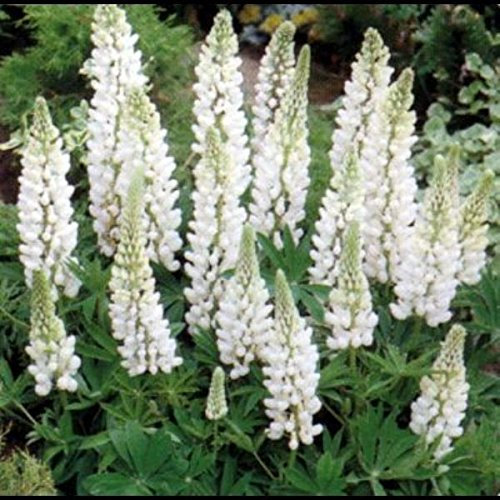 Lupin Russell White 'Noble Maiden' Perennial Supersize XXL Plug Plants Pack x3