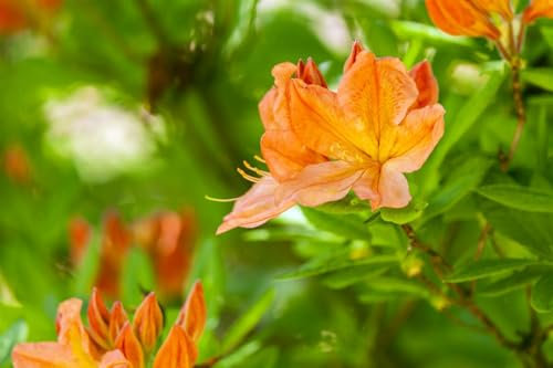 Rhododendron luteum 100-120 cm - Gelber Azalee, orange Blüten, Blütezeit Mai-Juni, ideal für Rabatten, bienenfreundlich, winterhart