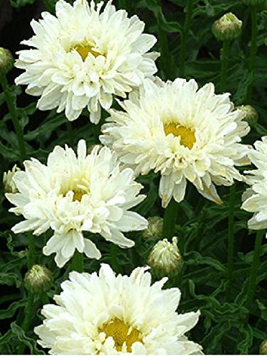 Shasta Daisy Leucanthemum x Superbum 'Victorian Secret' Perennial Plug Plants Pack x6