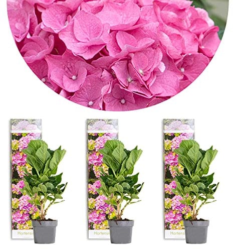 3x Hydrangea Macrophylla 'Early Pink' - Hortensie - Strauch - Winterherz – ⌀10,5 cm - 20-25 cm