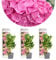 3x Hydrangea Macrophylla 'Early Pink' - Hortensie - Strauch - Winterherz – ⌀10,5 cm - 20-25 cm