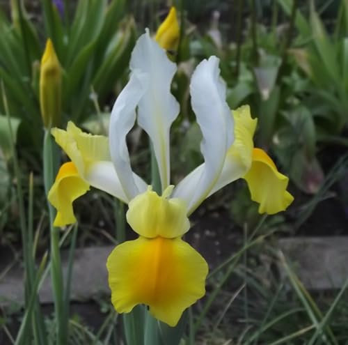Iriszwiebeln : Iris hollandica Holländische Iris Symphony 5 Blumenzwiebeln