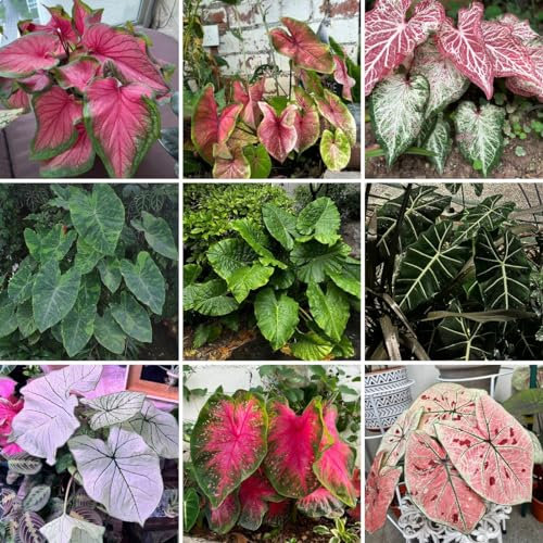 500 pcs Caladium Samen, Alocasia Samen, winterharte pflanzen für garten, pflanzen garten Caladium bicolor, kleine geschenke, pflanzensamen zimmerpflanzen samen Garten Blumen Winterhart,