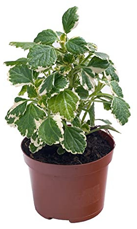 DECOALIVE Planta del Incienso Natural de Interior y Exterior Planta Aromática con Mucha Fragancia, 8436601572486