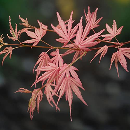 Hardy Tree Acer Japanese Jewel palmatum Taylor Patio Low Maintenance Specimen Woodland Maple Foliage 2 x 3 Litre Potted Plants by Thompson and Morgan