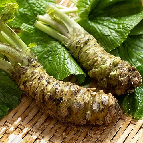 200 pcs wasabi samen bio - kräuterlinge plant winterharte pflanzen für garten kräuter pflanzen balkonpflanzen winterhart herbs topfpflanzen draußen winterhart deko wohnzimmer modern