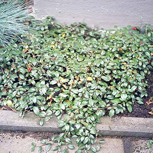 Teppichmispel - Cotoneaster dammeri var. radicans