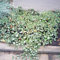 Teppichmispel - Cotoneaster dammeri var. radicans