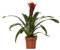 Bromelie - Guzmania Happiness - Zimmerpflanze - Ø12cm 45cm