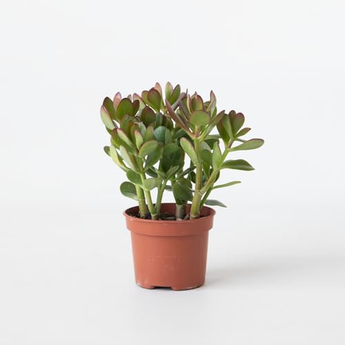 Plant in a Box - Albero di Giada - Crassula ovata - Altezza 15-25cm - ø12cm - Succulenta - Verde