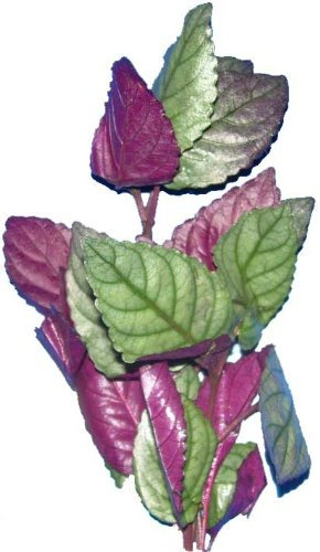 Wasserpflanzen Hemigraphis colorata Noppenblatt, Aquariumpflanzen