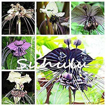 30 stücke Japanische Tiger Orchidee Samen Weiß und schwarz Radiata Reiher Orchidee Samen weltweit Seltene Arten Blume für hausgarten decor