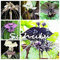 30 stücke Japanische Tiger Orchidee Samen Weiß und schwarz Radiata Reiher Orchidee Samen weltweit Seltene Arten Blume für hausgarten decor