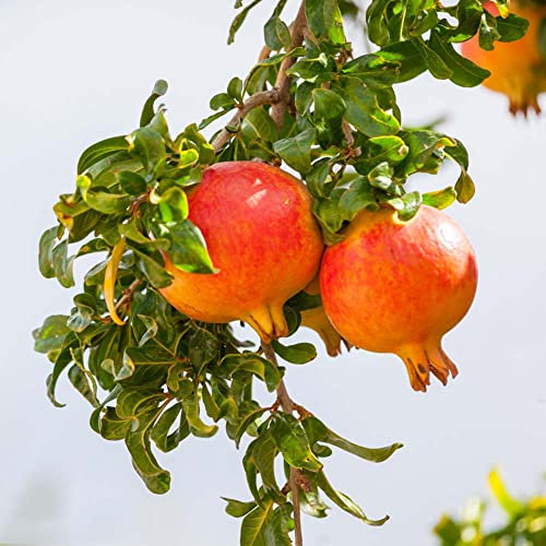50 pezzi non OGM Semi di melograno Da piantare davanti alle porte del patio Crea la bellezza naturale dell'ambiente attira l'attenzione dei passanti per ottenere lodi