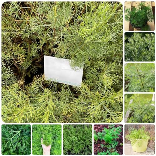 400 pcs colakraut winterhart samen - kräuter hochbeet grünpflanzen,Artemisia abrotanum,cola kraut zimmerpflanzen dekopflanzen kräuter pflanzen balkonpflanzen winterhart kräuter samen