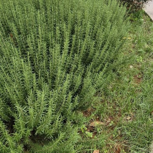 500 pcs rosmarin samen stauden winterhart mehrjährig rosmarin pflanzen kräutersamen kräutergarten zimmerpflanzen geschenke für gartenliebhaber heilkräuter samen bio saatgut deko garten