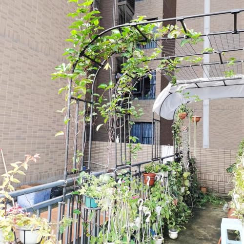 Metall-Rosenbogen-Spalier, Gartenbogen, Blumenbogenstütze, halbseitige Gartenkletterpflanze, Pergola-Spalier und Laube aus Eisen für Kletterpflanzen, Weinreben, Rosenständer – Schwarz(W60xH240CM(2.0x7
