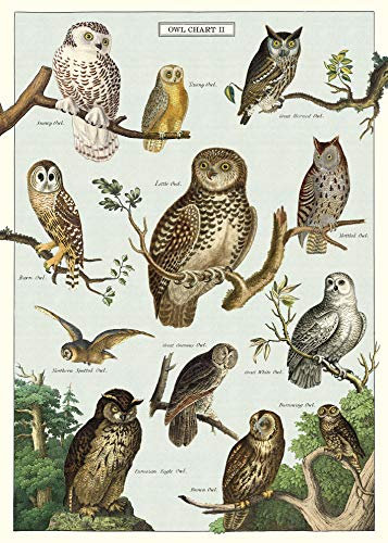 Cavallini & Co - Vintage Poster/Schulplakat - Eulen