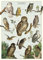 Cavallini & Co - Vintage Poster/Schulplakat - Eulen