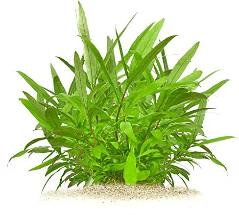 Hygrophila Corymbosa Thailand - Thailändischer Wasserfreund in vitro XL - 8,5cm Bechergröße - Hintergrund Wasserpflanzen für Aquarien