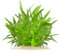 Hygrophila Corymbosa Thailand - Thailändischer Wasserfreund in vitro XL - 8,5cm Bechergröße - Hintergrund Wasserpflanzen für Aquarien