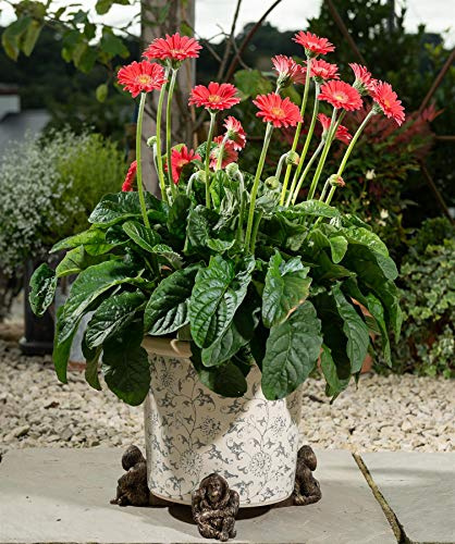 Potty Feet Orangutan Figures Plant Pot Feet - Handmade - Planter Support - Handmade Decorative Ornaments - 3pcs
