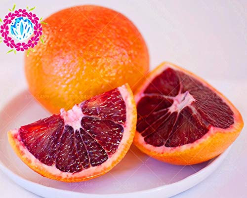Shopmeeko 20 stücke Blutorange Organische bonsai pflanze zimmerpflanze Nicht-transgenes naturkost DIY Home bonsai