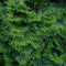 GreenboutiQ - Heckenpflanzen - Thuja occidentalis Smaragd - Blatt grün - 8 Pflanzen - 1 laufender Meter - immergrün - Topf 9cm Höhe 30-35cm